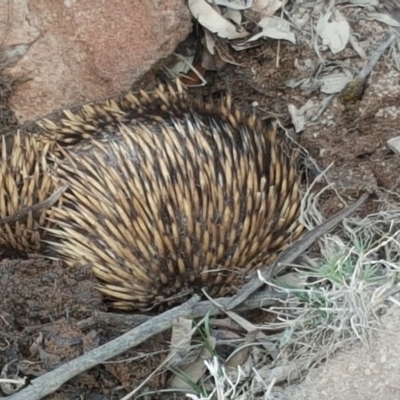 Tachyglossus aculeatus (Short-beaked Echidna) at Isaacs Ridge - 14 Oct 2017 by Mike