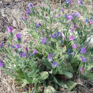 Echium plantagineum at Symonston, ACT - 14 Oct 2017