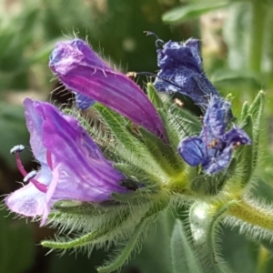 Echium plantagineum at Symonston, ACT - 14 Oct 2017