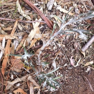 Senecio quadridentatus at Hughes, ACT - 14 Oct 2017 10:33 AM