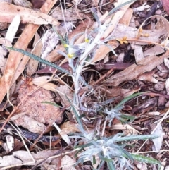 Senecio quadridentatus at Hughes, ACT - 14 Oct 2017