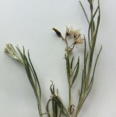 Senecio quadridentatus at Hughes, ACT - 14 Oct 2017 10:33 AM