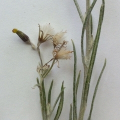 Senecio quadridentatus at Hughes, ACT - 14 Oct 2017 10:33 AM