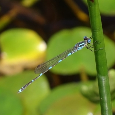 Austrolestes leda (Wandering Ringtail) at Mogo, NSW - 11 Oct 2017 by roymcd