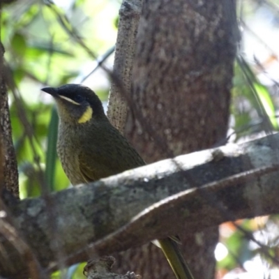 Meliphaga lewinii (Lewin's Honeyeater) at Mogo, NSW - 12 Oct 2017 by roymcd