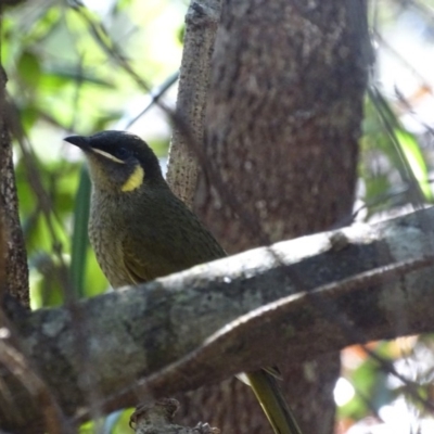 Meliphaga lewinii (Lewin's Honeyeater) at Mogo, NSW - 11 Oct 2017 by roymcd