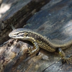 Eulamprus heatwolei (Yellow-bellied Water Skink) at Mogo, NSW - 11 Oct 2017 by roymcd