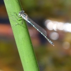 Austrolestes psyche (Cup Ringtail) at Mogo, NSW - 11 Oct 2017 by roymcd