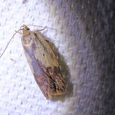 Garrha limbata (A Concealer moth) at O'Connor, ACT - 10 Oct 2017 by ibaird