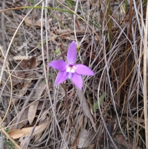 Glossodia major at Canberra Central, ACT - 14 Oct 2017