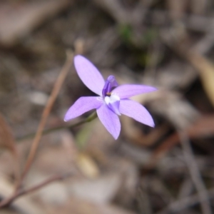 Glossodia major at Canberra Central, ACT - suppressed