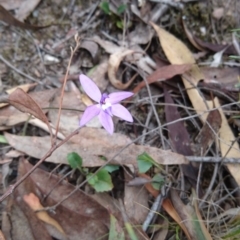 Glossodia major at Canberra Central, ACT - suppressed