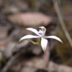 Caladenia ustulata (Brown Caps) at Canberra Central, ACT - 14 Oct 2017 by ClubFED