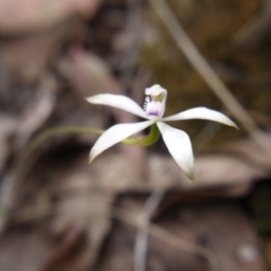 Caladenia ustulata at Canberra Central, ACT - 14 Oct 2017