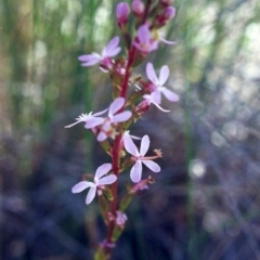 Stylidium graminifolium (grass triggerplant) at Theodore, ACT - 9 Dec 2000 by MichaelBedingfield