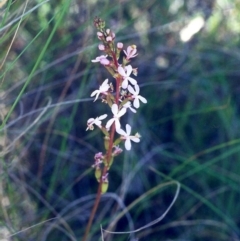 Stylidium graminifolium at Theodore, ACT - 9 Dec 2000