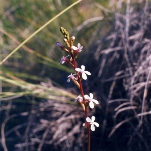 Stylidium graminifolium at Theodore, ACT - 22 Nov 2005 12:00 AM