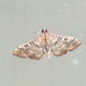 Nacoleia rhoeoalis at Conder, ACT - 10 Mar 2016