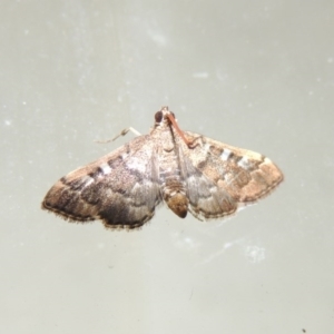 Nacoleia rhoeoalis at Conder, ACT - 10 Mar 2016