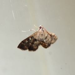 Nacoleia rhoeoalis at Conder, ACT - 10 Mar 2016