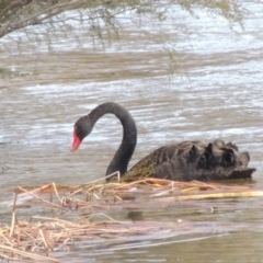 Cygnus atratus (Black Swan) at Paddys River, ACT - 8 Jul 2017 by michaelb