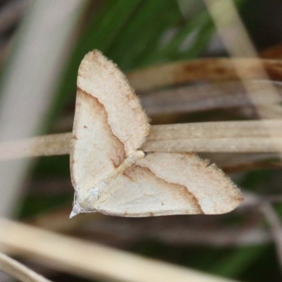 Anachloris subochraria (Golden Grass Carpet) at Molonglo Valley, ACT - 27 Sep 2017 by HarveyPerkins