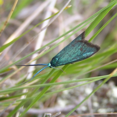 Pollanisus viridipulverulenta (Satin-green Forester) at Williamsdale, NSW - 14 Oct 2017 by MatthewFrawley