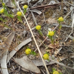 Triptilodiscus pygmaeus (Annual Daisy) at Kambah, ACT - 14 Oct 2017 by RosemaryRoth