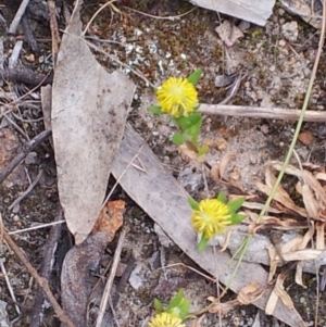 Triptilodiscus pygmaeus at Kambah, ACT - 14 Oct 2017