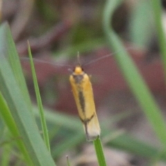 Philobota undescribed species near arabella (A concealer moth) at Duffy, ACT - 14 Oct 2017 by HarveyPerkins