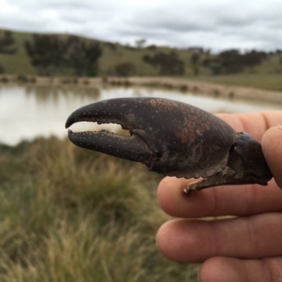 Cherax destructor (Common Yabby) at Googong, NSW - 13 Oct 2017 by Wandiyali