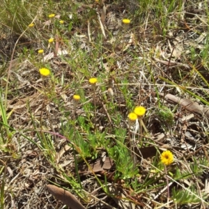 Leptorhynchos squamatus at Kambah, ACT - 16 Oct 2017