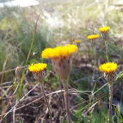 Leptorhynchos squamatus at Kambah, ACT - 16 Oct 2017