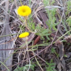 Leptorhynchos squamatus at Kambah, ACT - 16 Oct 2017