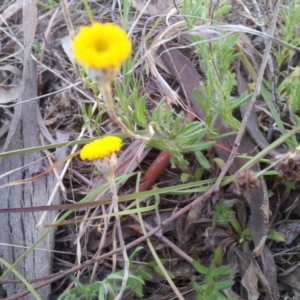 Leptorhynchos squamatus at Kambah, ACT - 16 Oct 2017