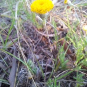 Leptorhynchos squamatus at Kambah, ACT - 16 Oct 2017