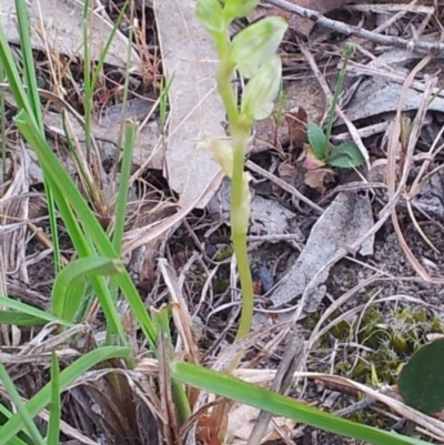 Hymenochilus cycnocephalus (Swan greenhood) at Kambah, ACT - 14 Oct 2017 by RosemaryRoth