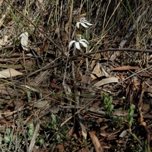 Caladenia moschata at Point 49 - 15 Oct 2017