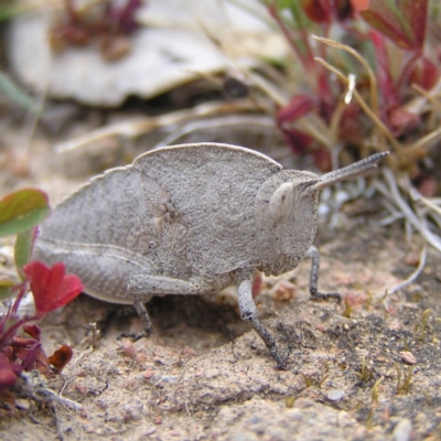 Goniaea sp. (genus) (A gumleaf grasshopper) at Williamsdale, NSW - 14 Oct 2017 by MatthewFrawley