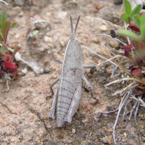 Goniaea sp. (genus) at Williamsdale, NSW - 14 Oct 2017 01:48 PM