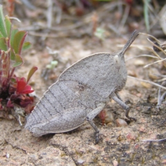 Goniaea sp. (genus) at Williamsdale, NSW - 14 Oct 2017 01:48 PM