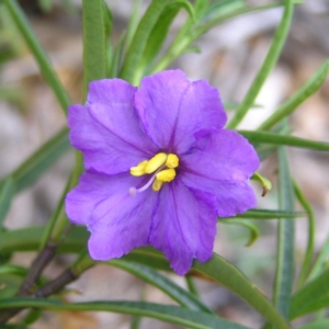 Solanum linearifolium at Williamsdale, NSW - 14 Oct 2017 02:18 PM