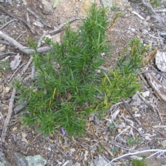 Solanum linearifolium at Williamsdale, NSW - 14 Oct 2017 02:18 PM