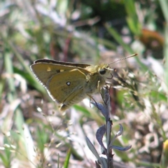 Trapezites luteus (Yellow Ochre, Rare White-spot Skipper) at Kambah, ACT - 15 Oct 2017 by MatthewFrawley