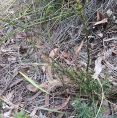 Thelymitra sp. (A Sun Orchid) at Canberra Central, ACT - 14 Oct 2017 by petersan