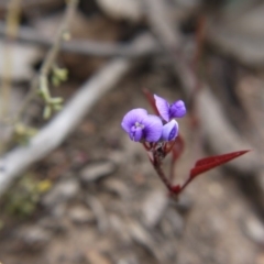 Hardenbergia violacea (False Sarsaparilla) at Canberra Central, ACT - 14 Oct 2017 by ClubFED