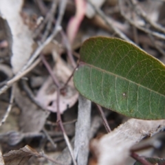 Hardenbergia violacea at Canberra Central, ACT - 14 Oct 2017