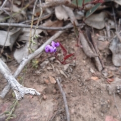 Hardenbergia violacea at Canberra Central, ACT - 14 Oct 2017