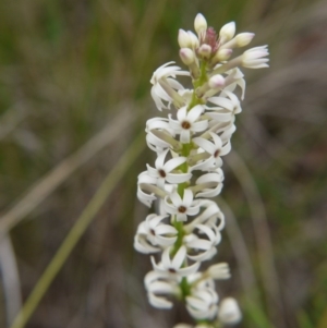 Stackhousia monogyna at Point 5438 - 14 Oct 2017