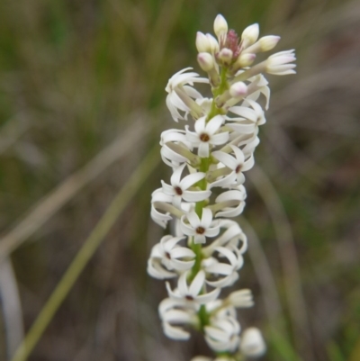 Stackhousia monogyna (Creamy Candles) at Point 5438 - 14 Oct 2017 by ClubFED